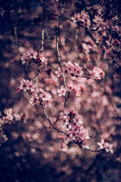 Trioplan f2.9/50 обеспечивает весьма характерное размытие изображения в зоне нерезкости