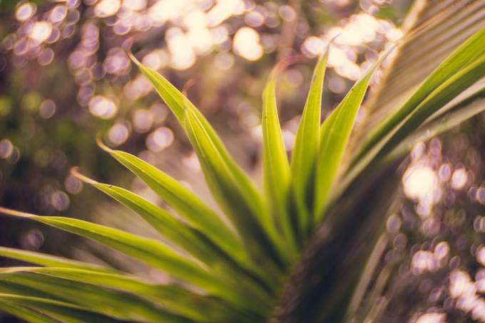 Сбор средств продолжится до 13 апреля, а отгрузка объективов должна начаться в сентябре