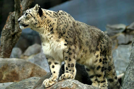 Mac OS X 10.6 получит имя Snow Leopard?